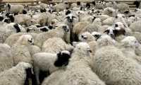 В Хакасии дикие животные загрызли 73 овцы в загоне