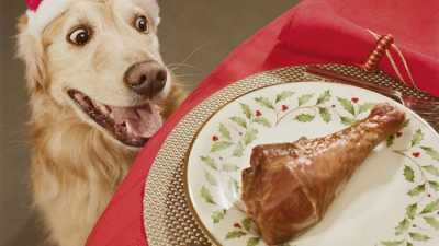 В Хакасии злые собаки пропустили воровку, которая угостила их салатом