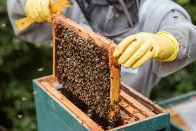 125 тонн меда получили пчеловоды Хакасии в прошлом году
