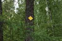 Жёлтые ромбы появились на деревьях в хакасской тайге