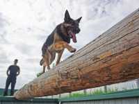 Служебные собаки Росгвардии Хакасии продемонстрировали лучшие навыки