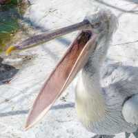 Жителей Абакана приглашают на завтрак к пеликанам