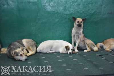 Ловить собак в Хакасии мало кто хочет