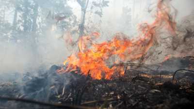 Лес горит — угли летят: пожары в Сибири бьют трехлетние антирекорды