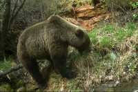 Медведь навестил инспекторов в Саяно-Шушенском заповеднике