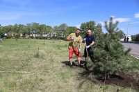 Почти 90 деревьев высадили металлурги в Саяногорске