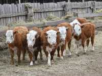 Законодатели предлагают установить, сколько скота можно содержать на личном подворье и не считаться при этом фермером. 