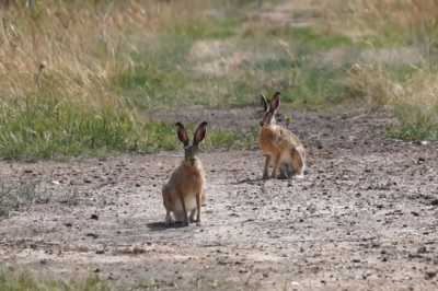 Влюбленные зайцы попали на видео в Хакасии