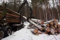 С незаконными заготовкой и оборотом древесины в Хакасии активно борются