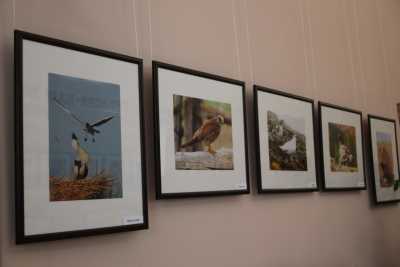 На фотовыставке в Абакане можно увидеть, как чайка и цапля делили гнездо