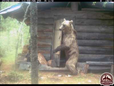 Медведь напомнил сибирским учёным, кто хозяин в таёжной избе