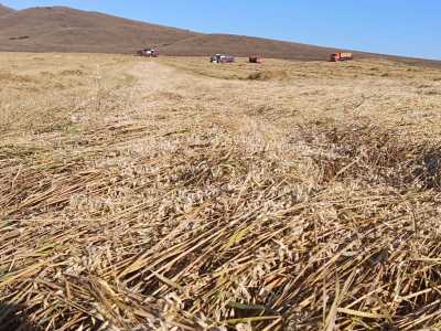 Аграрии Хакасии спасают оттаявший урожай