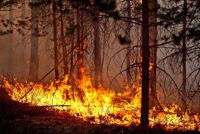 Турчак предложил реформу системы борьбы с лесными пожарами