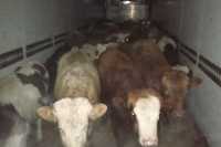 В Хакасии выявлена перевозка коров без ветеринарных документов