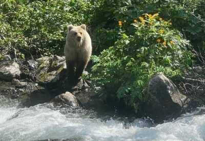 Медведь вышел к туристам на Ивановских озерах в Хакасии