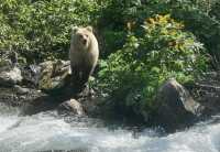 Медведь вышел к туристам на Ивановских озерах в Хакасии