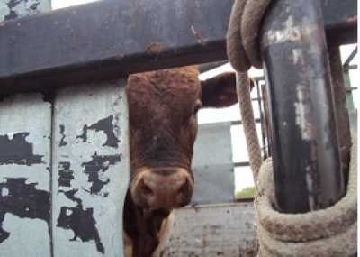Восемь быков без документов купил фермер для размножения в Хакасии