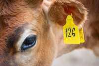Компенсации за ликвидированный скот получают сельчане в Хакасии