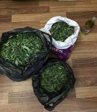 У жителя Абакана нашли в общежитии почти 2 кг марихуаны