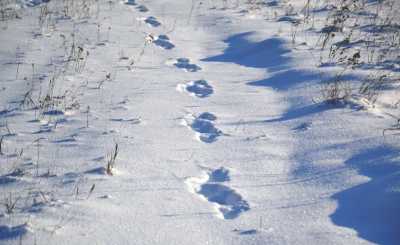 В Хакасии считают следы на снегу