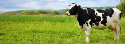 В Хакасии корова помогла полицейским разоблачить преступницу