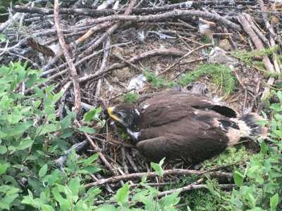 Проблема безопасности редких птиц в Хакасии пока не решена полностью