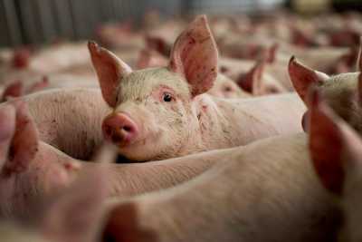 Африканская чума свиней: Хакасия в опасной зоне