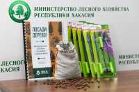 Сибирский кедр из Хакасии будет расти в ЛНР