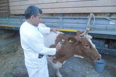 280 тысяч голов скота в Хакасии привито от ЗУДа