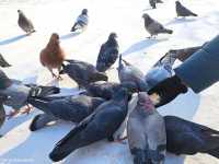 Чем занимались голуби в одном из парков Абакана
