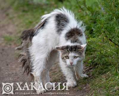 В Хакасии бешенством заразились 18 животных