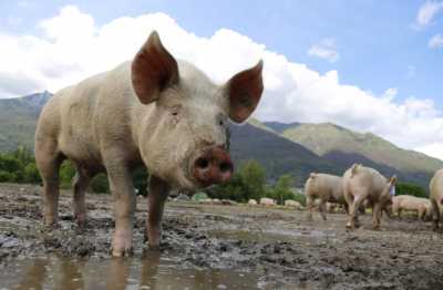 Африканскую чуму свиней выявили по соседству с Хакасией