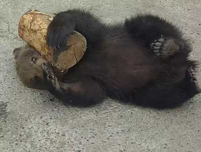 Безумно игривый медвежонок живет в Абаканском зоопарке