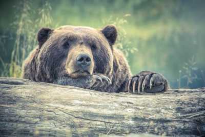 Медведи в Ергаках представляют серьезную угрозу для туристов