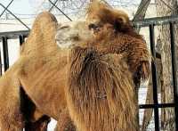 Сотрудники зоопарка в Абакане рассказали, плюётся ли верблюд в посетителей
