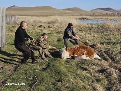 Скотину не жалко: две коровы увязли в грязи в селе Хакасии