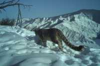 Группировку снежных барсов отследили в Саяно-Шушенском заповеднике