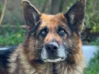 Собачья работа: полиции Саяногорска помогает пёс Есаул