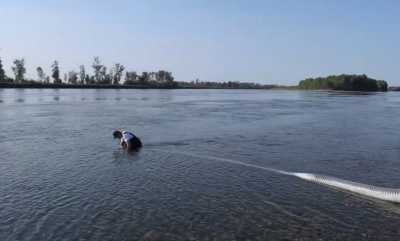 Тысячи мальков выпустили в реку Абакан