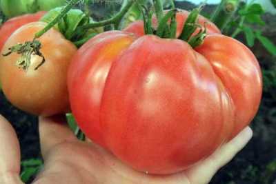 В 2017 году на сельскохозяйственном празднике «День помидора» в Минусинске вес томата-победителя составил 1,738 килограмма, в 2018-м пьедестал почёта занял помидор весом 1,648 килограмма, а в прошлом — 1,986. Абсолютный рекорд был поставлен в 2011 году, тогда вес победителя превысил 2 кило. 