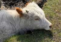 Увяз в грязи: экологи спасли теленка на озере в Хакасии