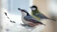 Специалисты рассказали о правилах подкармливания птиц зимой