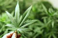 В Усть-Абакане полиция изъяла более 500 граммов марихуаны
