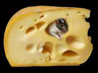 Жителей Хакасии могли отравить просроченным немецким сыром
