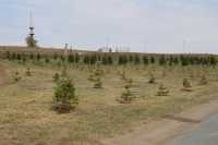 Зеленый пояс Абакана увеличился на 3300 саженцев