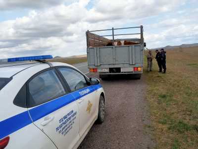 Автопутешествие коров без документов в Хакасии закончилось на полпути