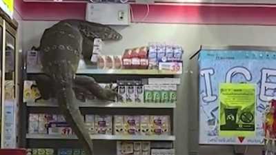 Родственник Крокодила Гены зашел в магазин в Таиланде