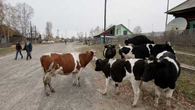 В Хакасии выросли выплаты жителям малых сел на содержание скота