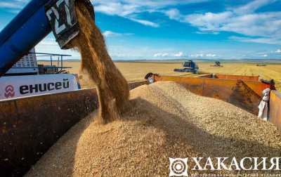 Аграрии Хакасии собрали 82 тысячи тонн пшеницы