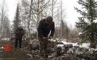 Сибирским соснам снег не помеха: в Хакасии восстанавливают лес